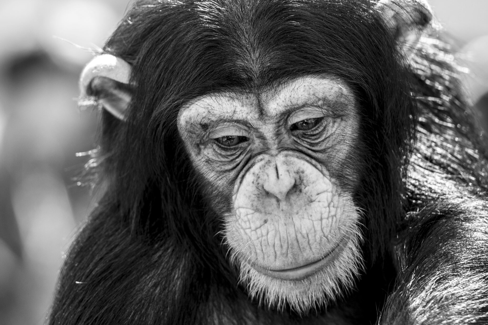 Fighting Disease Transmission From Humans to Chimpanzees