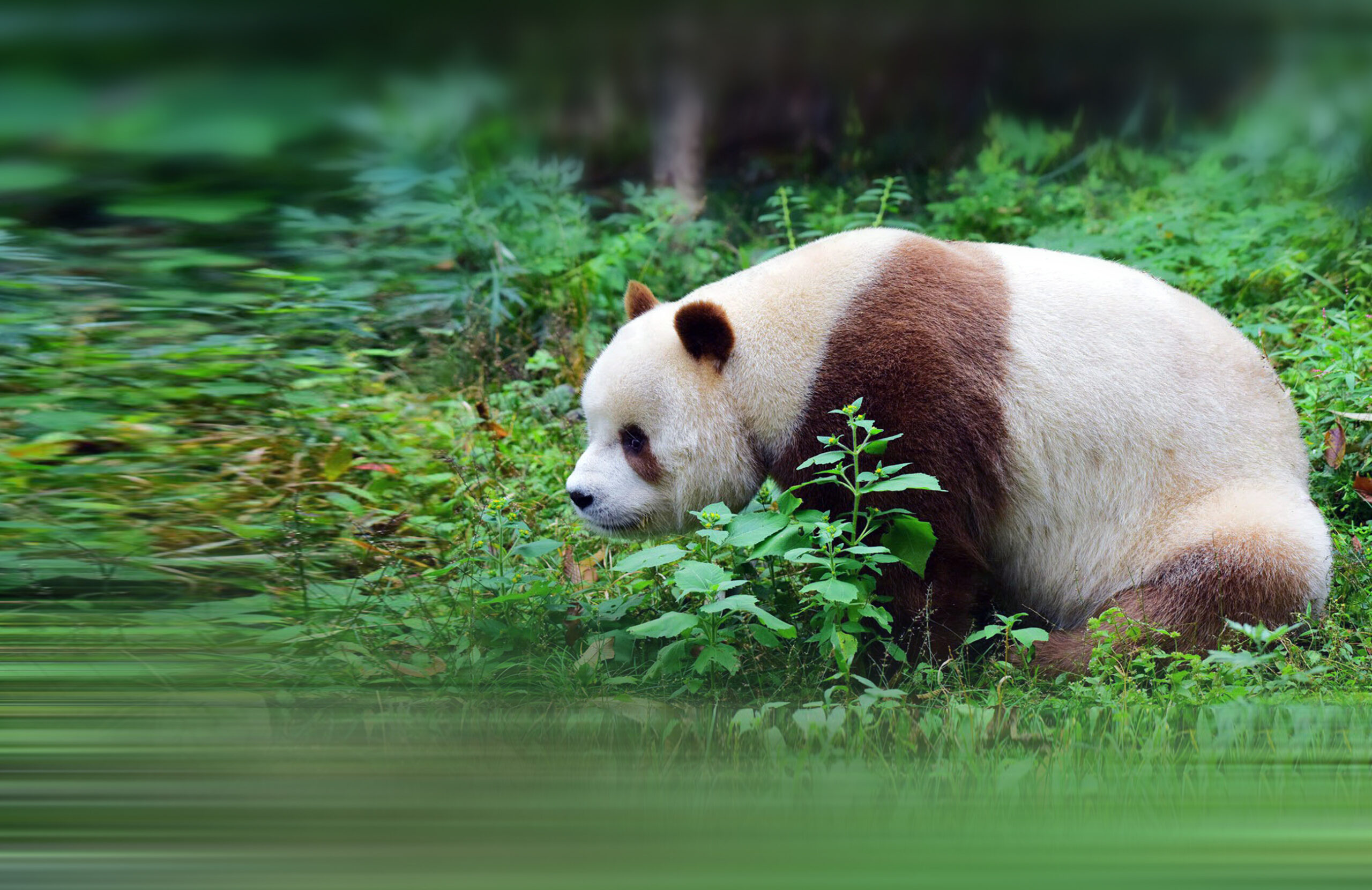 Genetics Help Solve the Mystery of Ultra-Rare Brown Panda