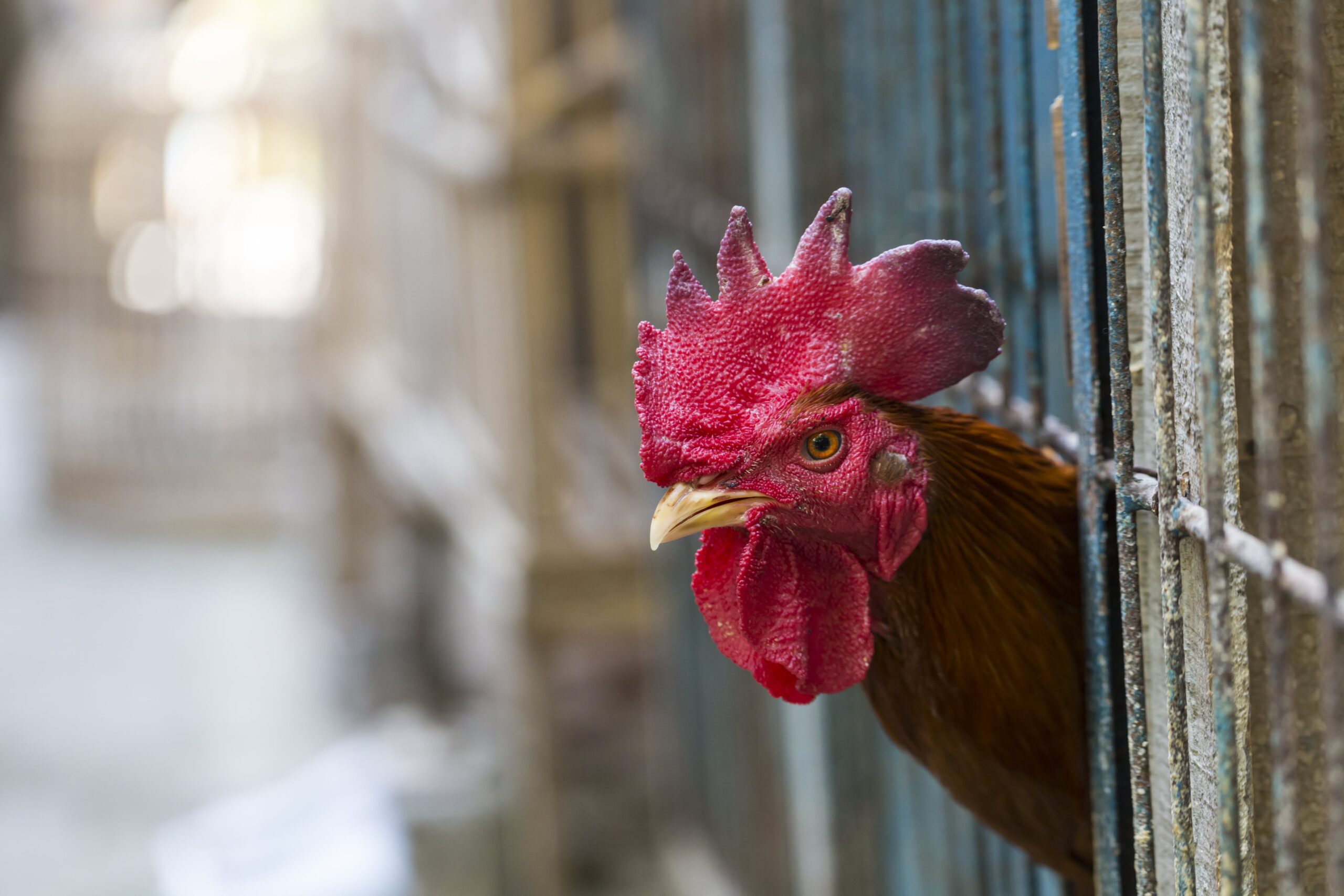 Chicken looking out of a cage