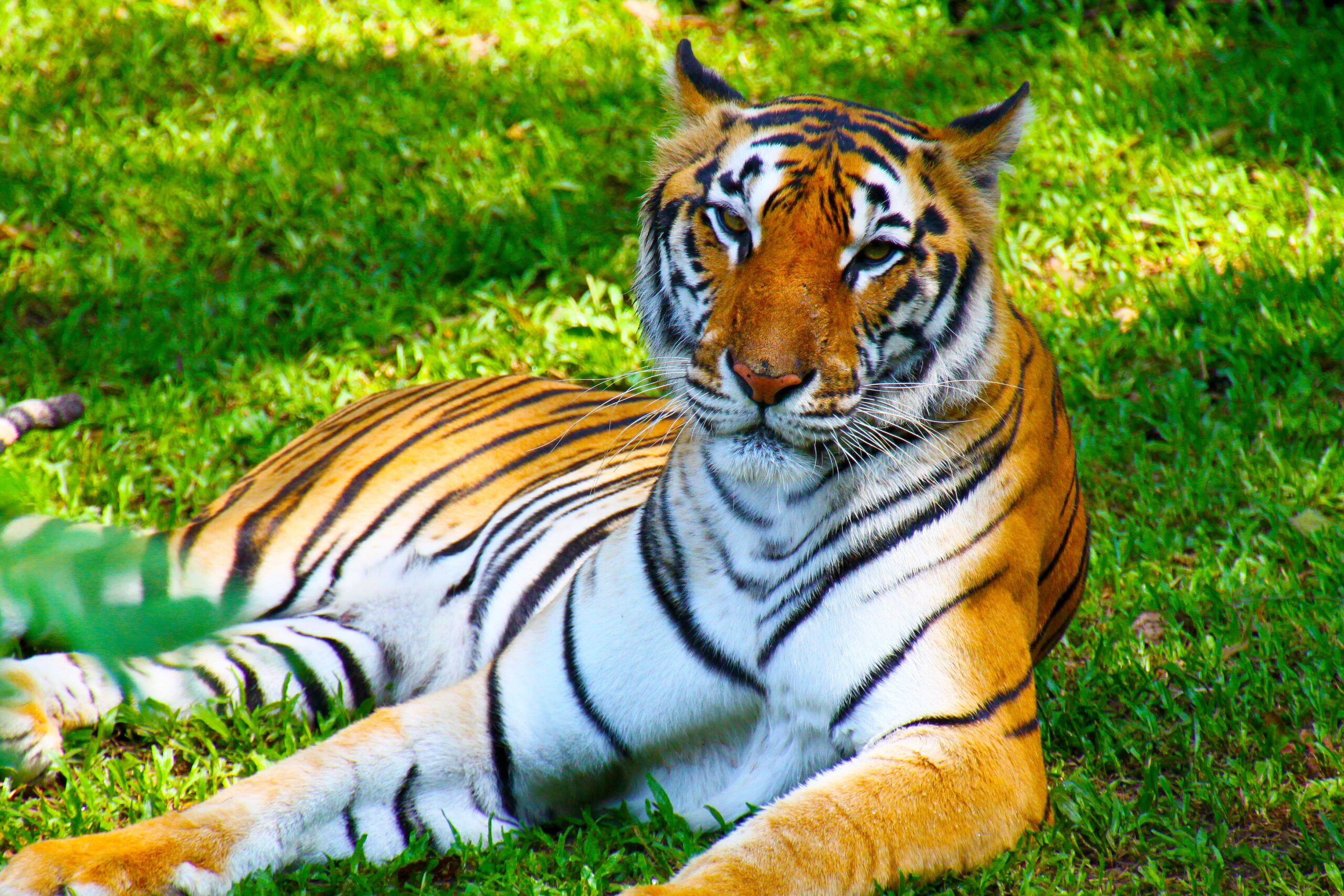 Female tiger resting in safari park