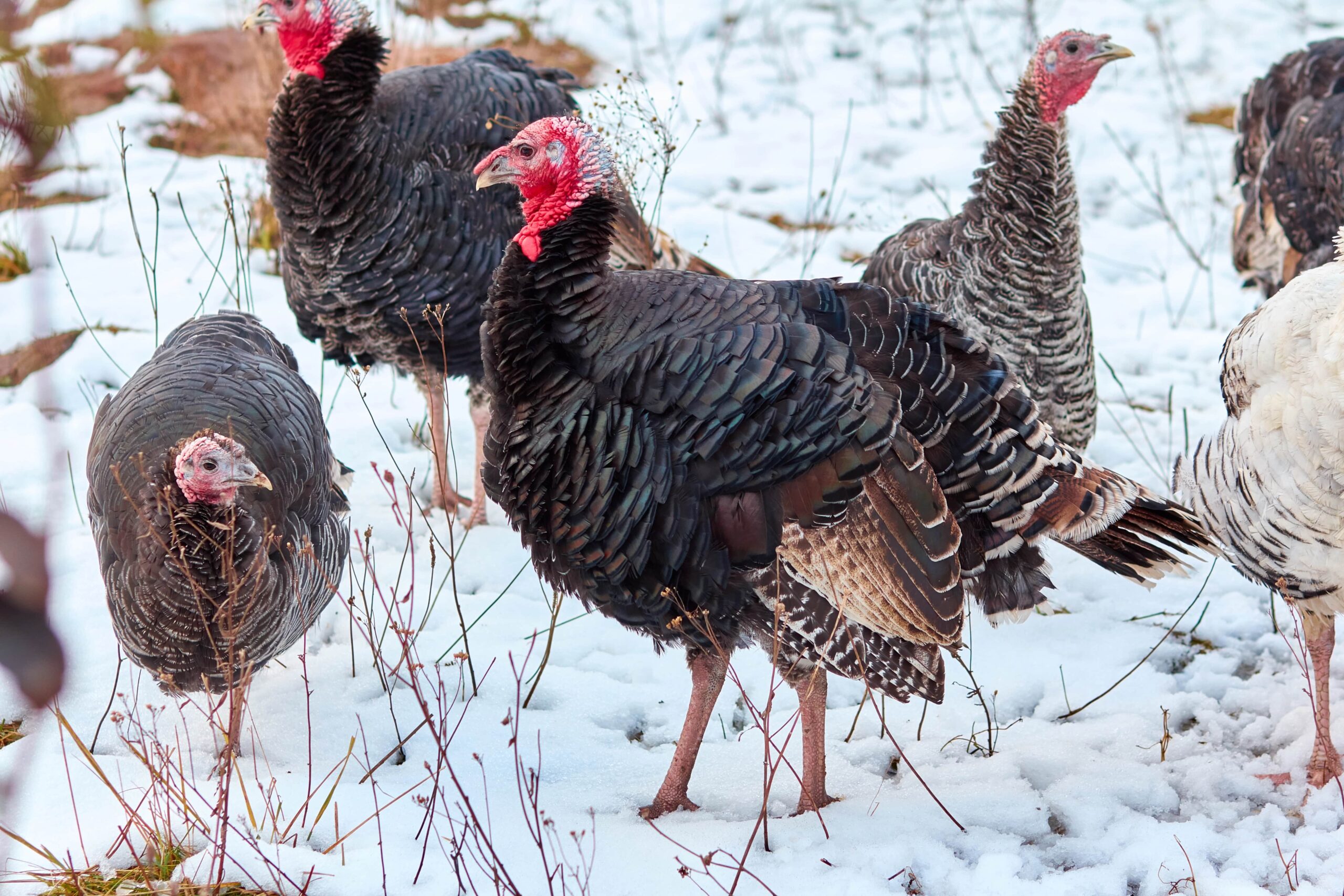 Turkeys in the snow