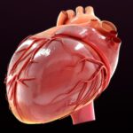 Digital illustration of human heart