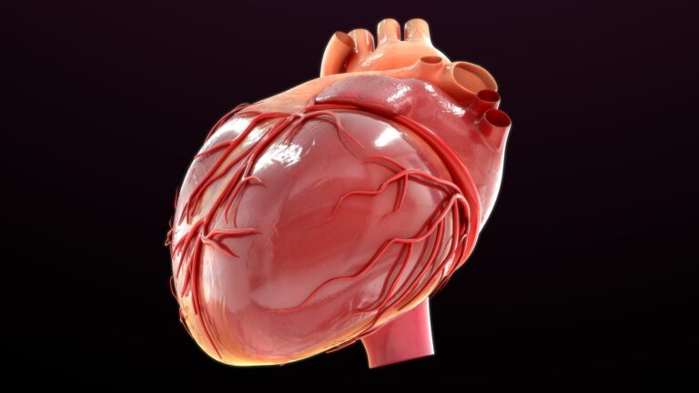 Digital illustration of human heart