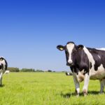 Cows in field